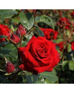LARGE Standard Rose Trees - Niccolo Paganini