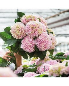 GIANT PINK MOPHEAD Hydrangea macrophylla Verana - Large Flowered Mophead Hydrangea - XXXL Plants