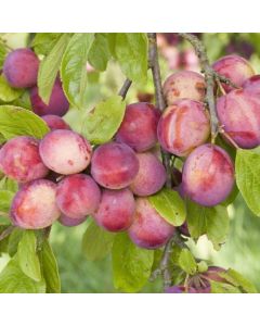 Plum Tree - Victoria Plum Tree - Victoria