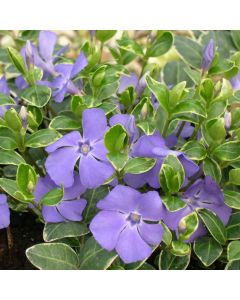 Vinca minor Ralph Shugert - Blue flowering variegated Periwinkle