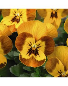 Viola Honeybee 