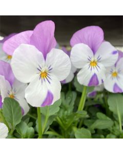 Lavender-Pink Wing Viola Plant - The Small Flowered Pansy - Viola Plants in Bud & Bloom