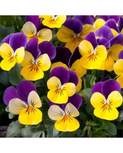 Viola Yellow - Purple Wing