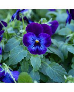 Viola Deep Purple Face - In Bud & Bloom