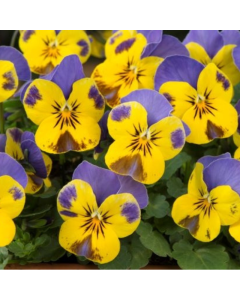 Viola Yellow Blue Jump Up 