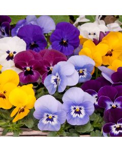 Viola Mix - The Small Flowered Pansy - In Bud & Bloom