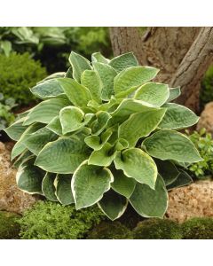 Large Hosta Christmas Tree - Plantain Lily