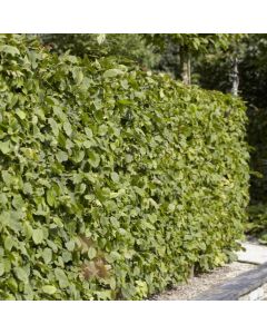 Carpinus Betulus - Hornbeam - Bare Root Hedging 30-50cm - Pack of 20 Carpinus Betulus - Hornbeam - Bare Root Hedging 30-50cm - Pack of 20