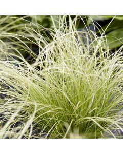 Carex comans 'Amazon Mist'