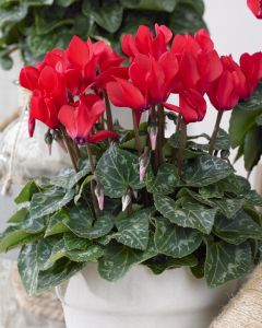 Festive Red Cyclamen Plant in Bud & Bloom