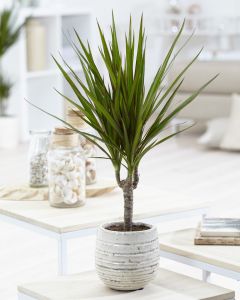 Dracaena marginata  - Dragon Tree