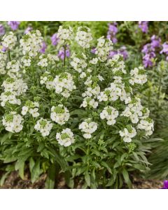 Erysimum 'Leya White' - Perennial Wallflower