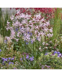 Nerine bowdenii 'Vesta' - Guernsey Lily