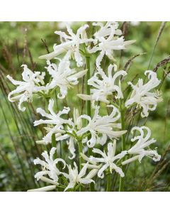 Nerine bowdenii 'Like a Virgin' - Guernsey Lily