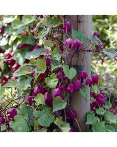 Rhodochiton Atrosanguineum - Purple Bell Vine