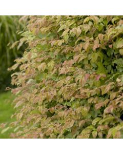 Carpinus Betulus - Hornbeam - Bare Root Hedging 30-50cm - Pack of 12 Carpinus Betulus - Hornbeam - Bare Root Hedging 30-50cm - Pack of 12