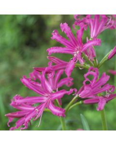 Nerine bowdenii 'Isabel' - Guernsey Lily