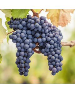 Dwarf Grape Vine - Vitis vinifera Pinot Noir