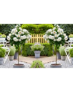 Pair of Standard WHITE Flowering Patio Rose Trees