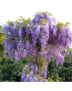 Wisteria sinensis Prolific - Blue Climbing Wisteria