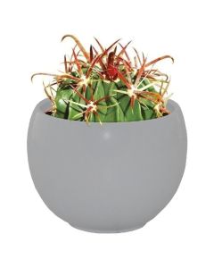 Cactus Grow Set - Devil's Tongue - Perfect Gift!