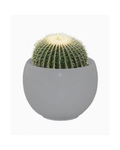 Cactus Grow Set - Golden barrel - Perfect Gift!