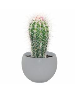 Cactus Grow Set - Mexican Giant - Perfect Gift!