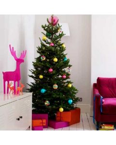 PRE-ORDER: Nordmann Fir Christmas Tree - Fresh Cut Non-Drop Luxury Tree (approx 6-7ft)  + Delivered 8th Dec to 13th Dec +