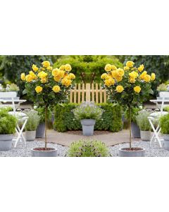 Pair of Standard YELLOW Flowering Patio Rose Trees
