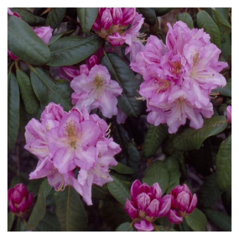 Rhododendron Scintillation