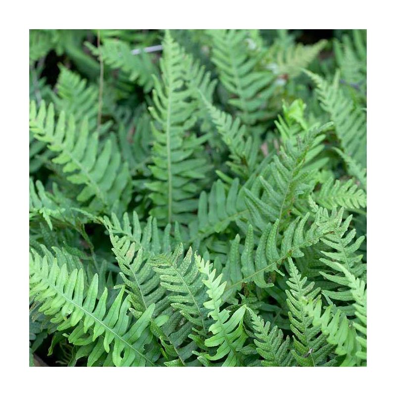 Polypodium vulgare - Common Polypody Fern