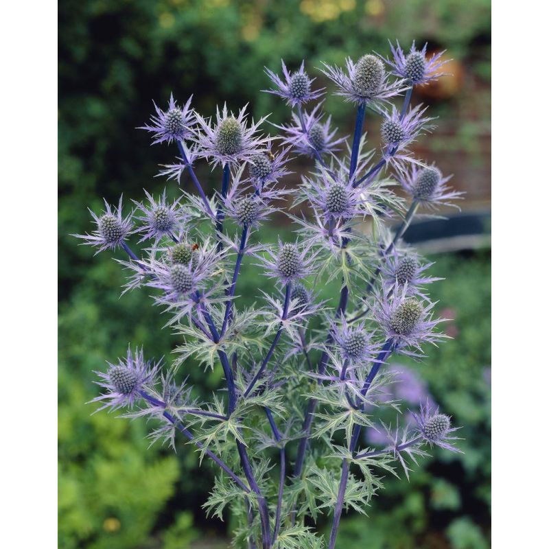 Eryngium Bourgatii Sea Holly Eryngium Bourgatii Sea Holly
