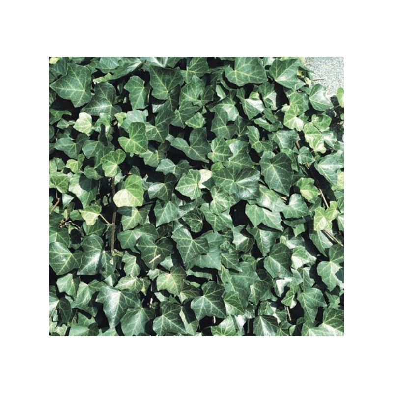 Hedera hibernica - Irish or Boston Ivy - circa 180cm / 6ft tall - Evergreen Screening Plants
