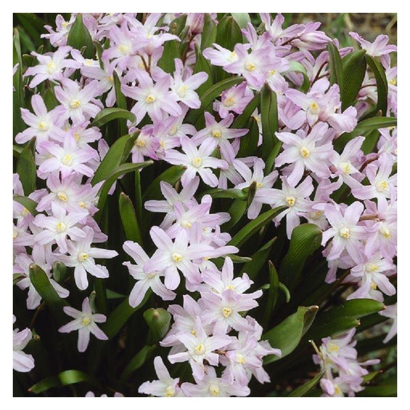 Chionodoxa Pink Giant - Glory of the Snow
