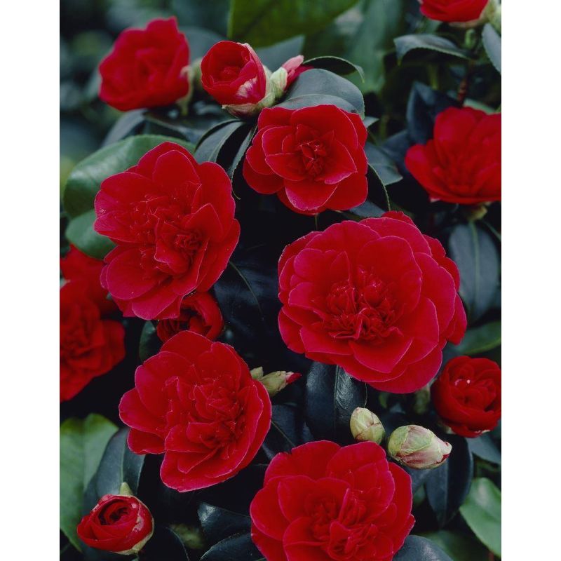 Camellia japonica Lady Campbell