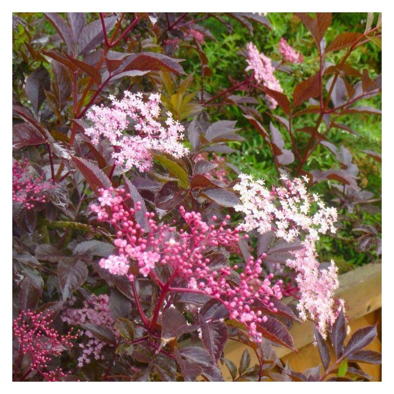 Sambucus nigra Thunder Cloud - Black Leaf Elder