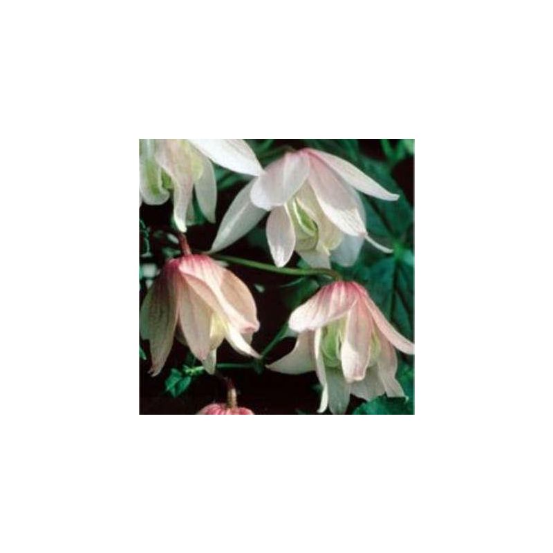 Clematis alpina Pink Flamingo