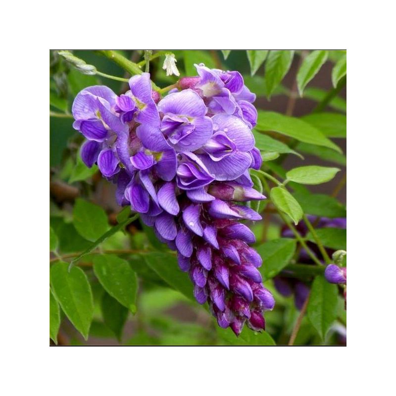 Wisteria frutescens ''Amethyst Falls'' - Dwarf Wisteria Trained on a Trellis