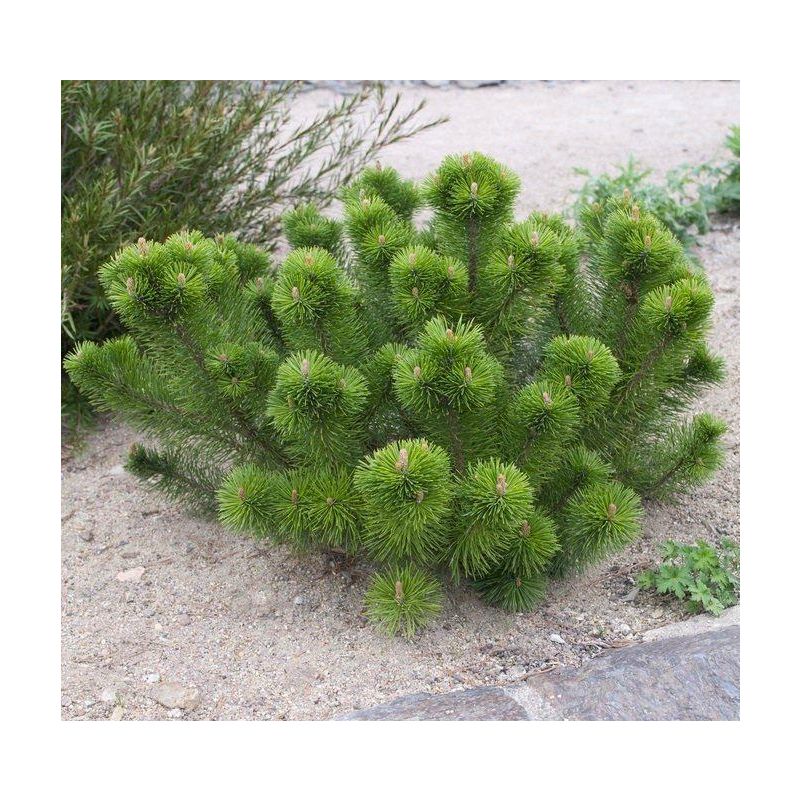 Pinus Mugo mughus