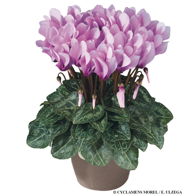 Cyclamen Lilac Shades with Eye