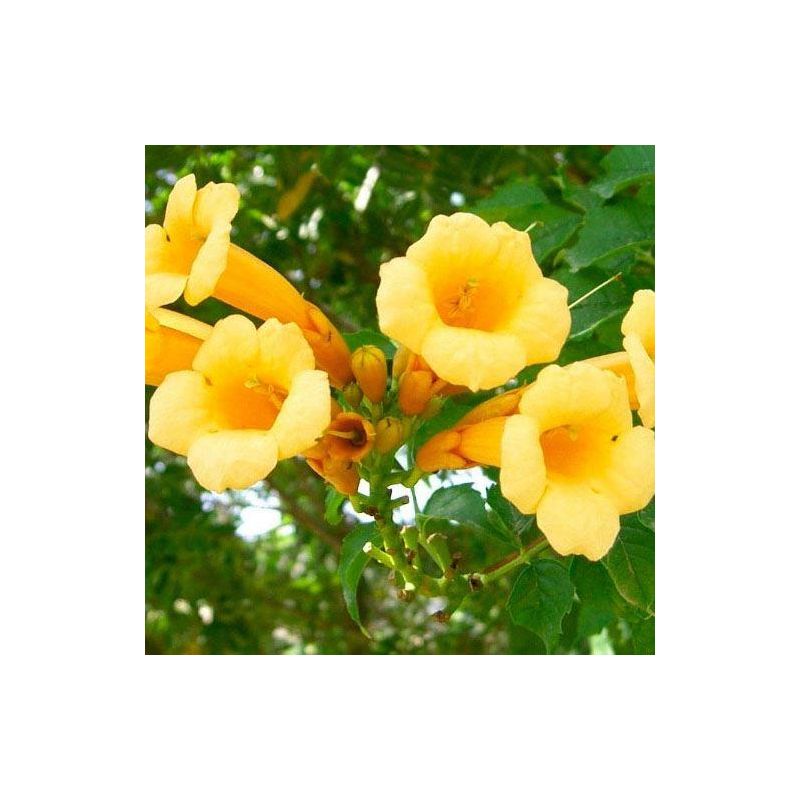Campsis 'Summer Jazz' Gold Trumpet - Trumpet Vine