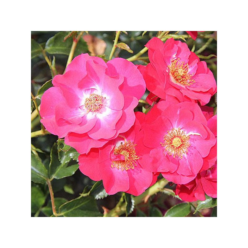 Olympic Roses Rose 'Olympic Flame' - Floribunda Rose