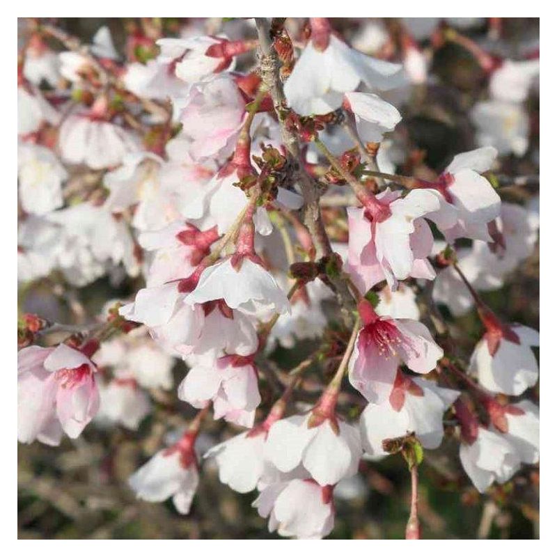 Prunus incisa Kojo-No-Mai - Standard Fuji Cherry Tree