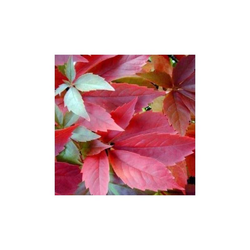 Virginia Creeper Vine - Parthenocissus quinquefolia Engelmannii - Boston Ivy