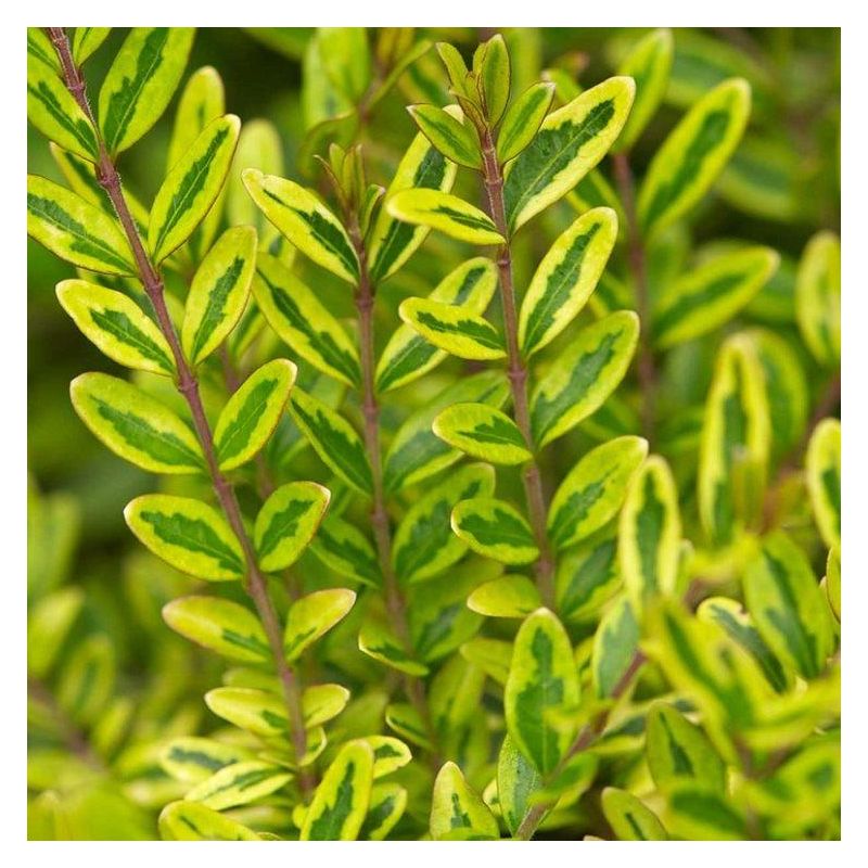 Lonicera nitida Lemon Beauty