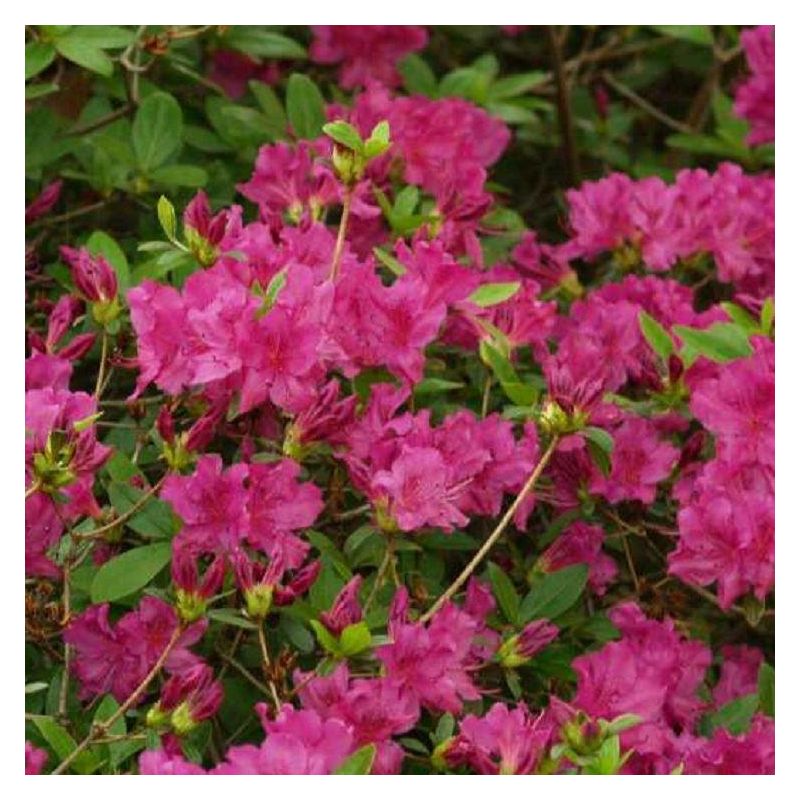 Azalea Blue Danube