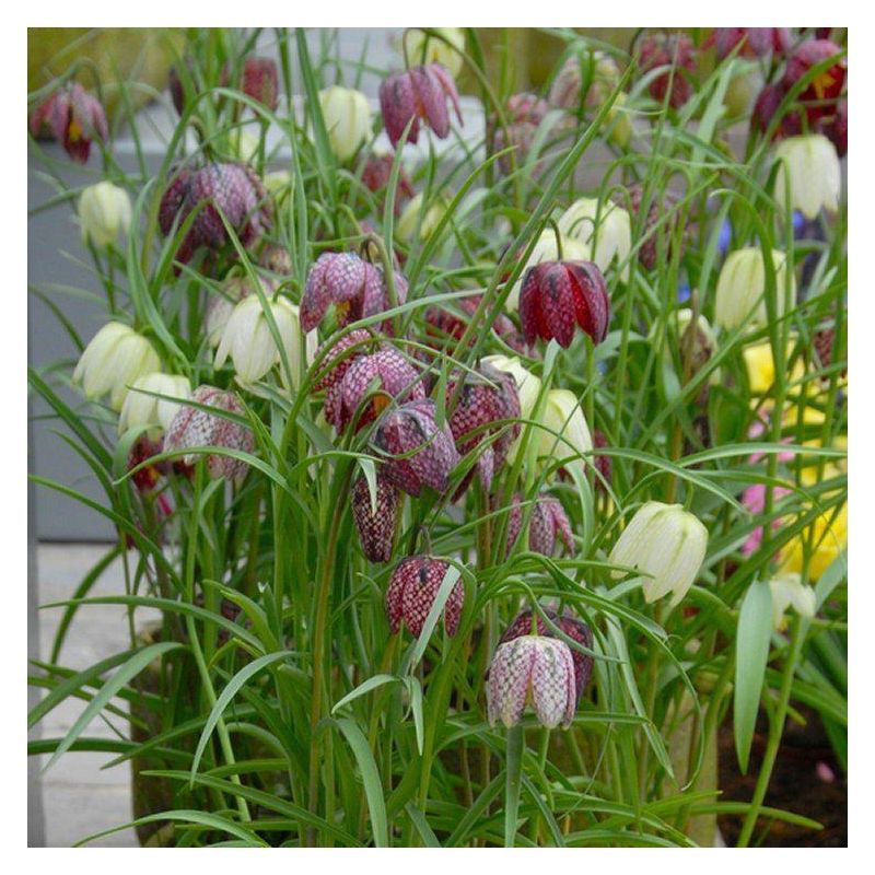 Fritillaria meleagris - Snakes Head Fritillary - Pack of 15