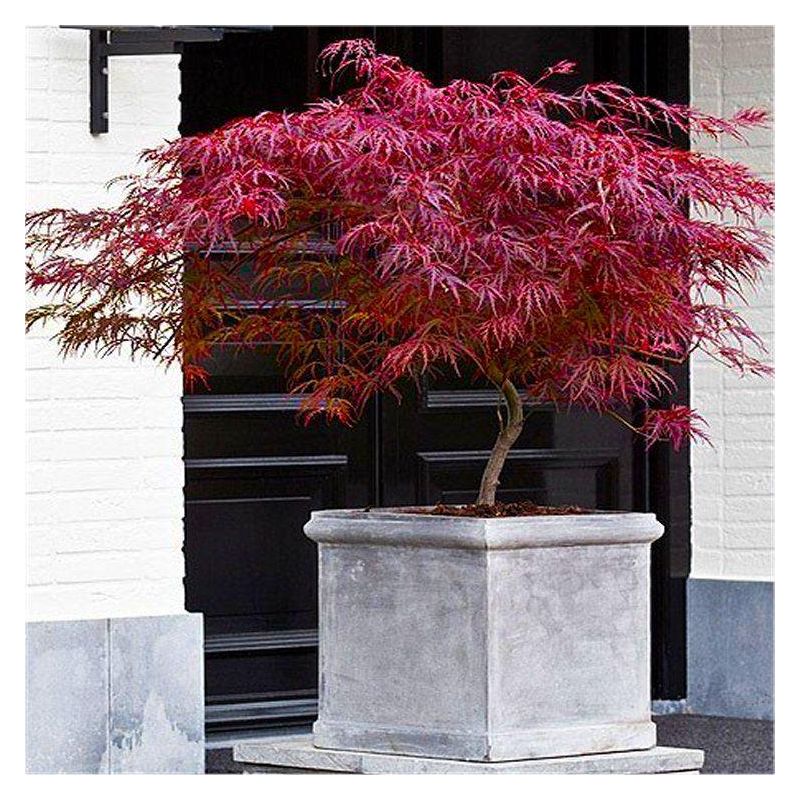 Large Specimen Acer palmatum dissectum Firecracker - Japanese Maple ...
