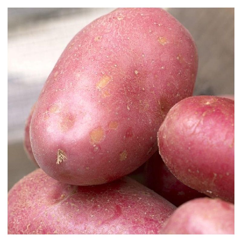Red Duke of York 1st Early Seed Potatoes Pack of 10