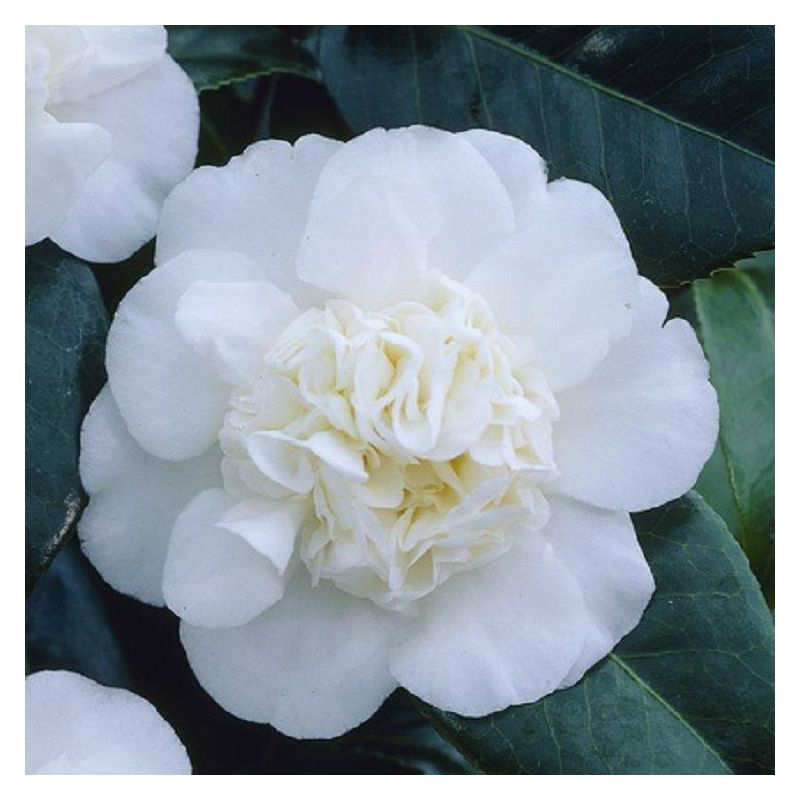 calathea stella BubbleBlooms Calathea Stella in a 6 inch Pot Beautiful White Variegate   Florida House Plants